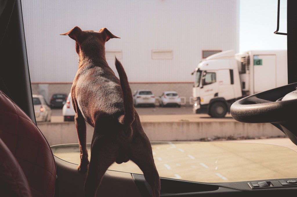Psík v kamióne
