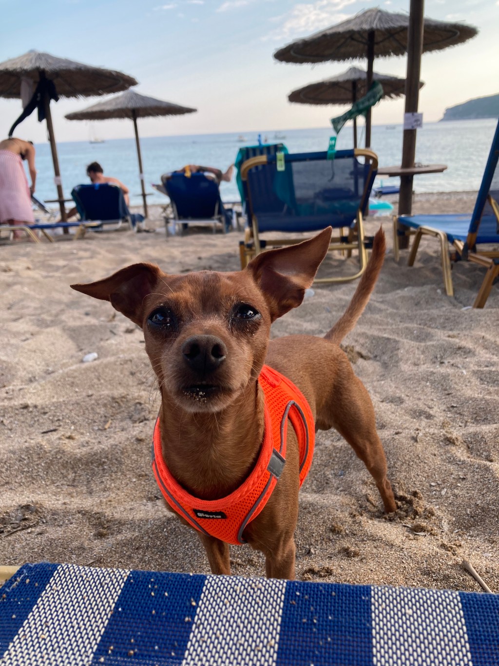 Cestovanie so psíkom do krajín&nbsp;Balkánu