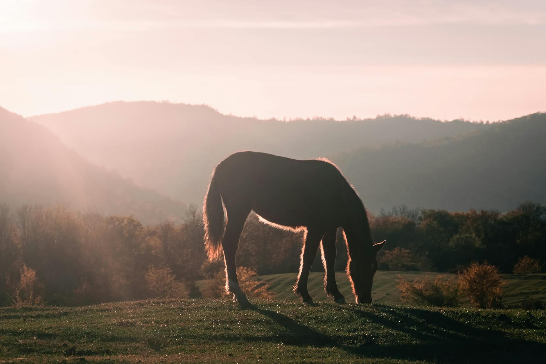 photo of a horse grazing